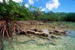 MI52 (mangrove)Andre Seale