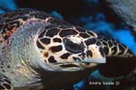 UW242-1 (hawksbill turtle)Andre Seale