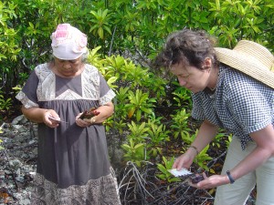 mangrove project